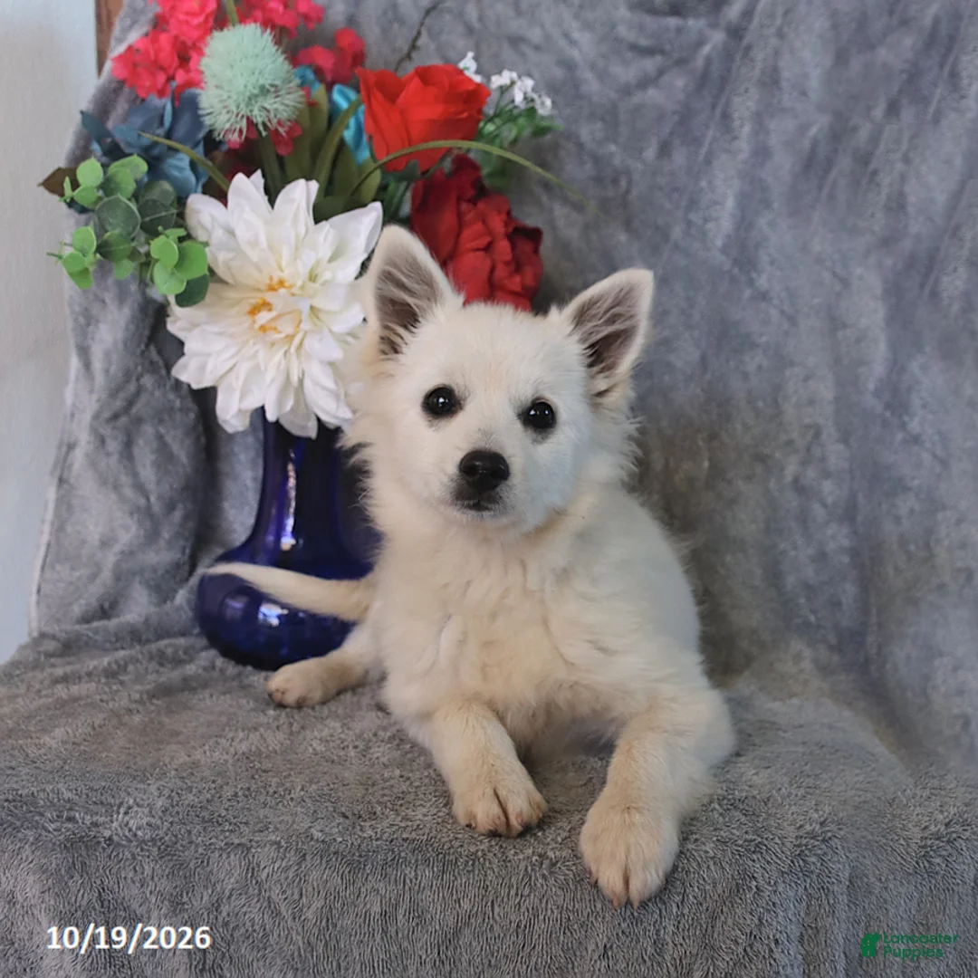 American Eskimo dogs for sale: Puff - Ad 1