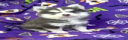Pomsky dogs for sale: Encino - Ad 3