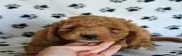 Mini Goldendoodle dogs for sale: Rita - Ad 3
