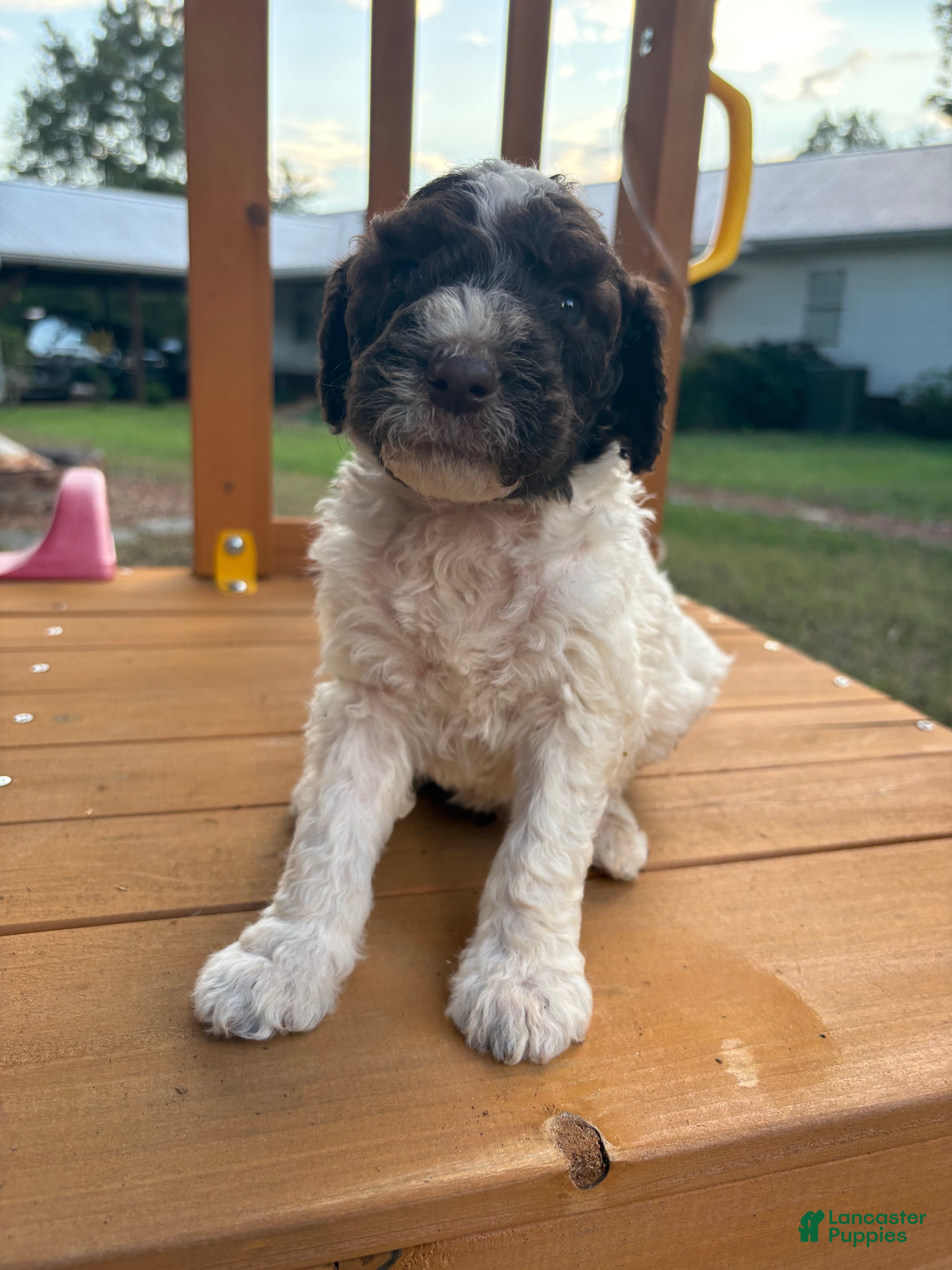 Standard Poodle dogs Standard Poodle(Duke) - Ad 5