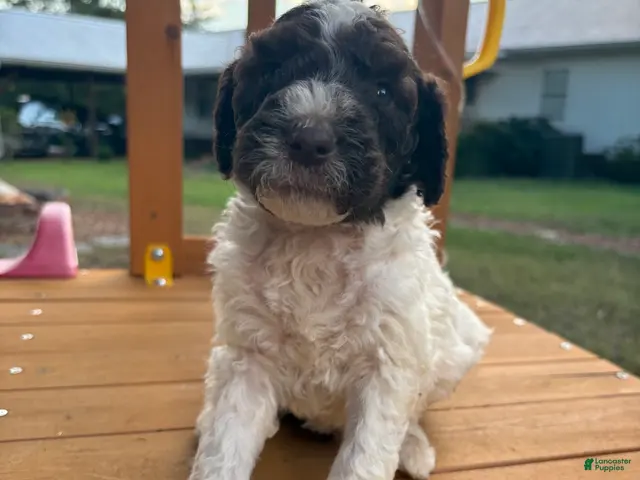 Standard Poodle dogs Standard Poodle(Duke) - Ad 41
