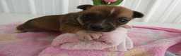 Chihuahua dogs for sale: Chihuahua Puppy 1 Mars - Ad 3