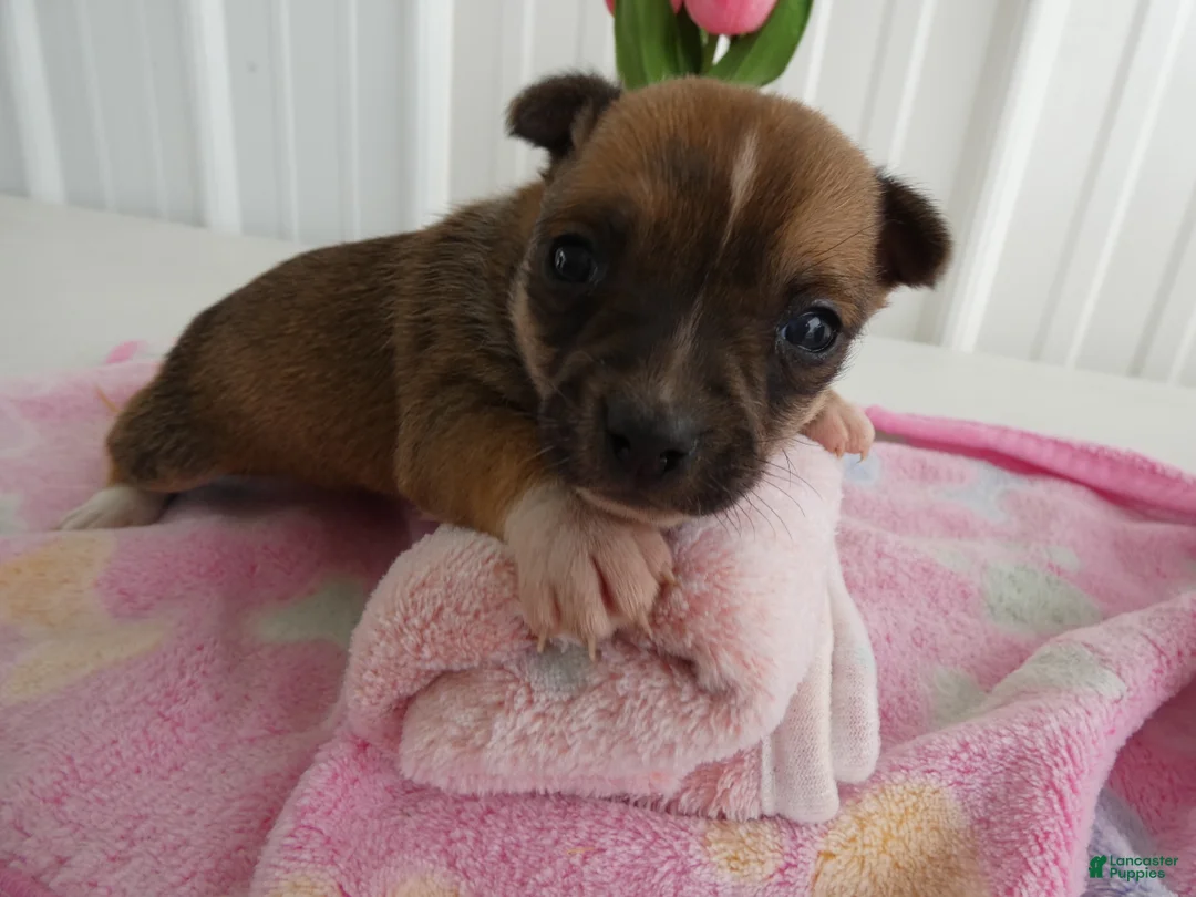Chihuahua dogs for sale: Chihuahua Puppy 1 Mars - Ad 3