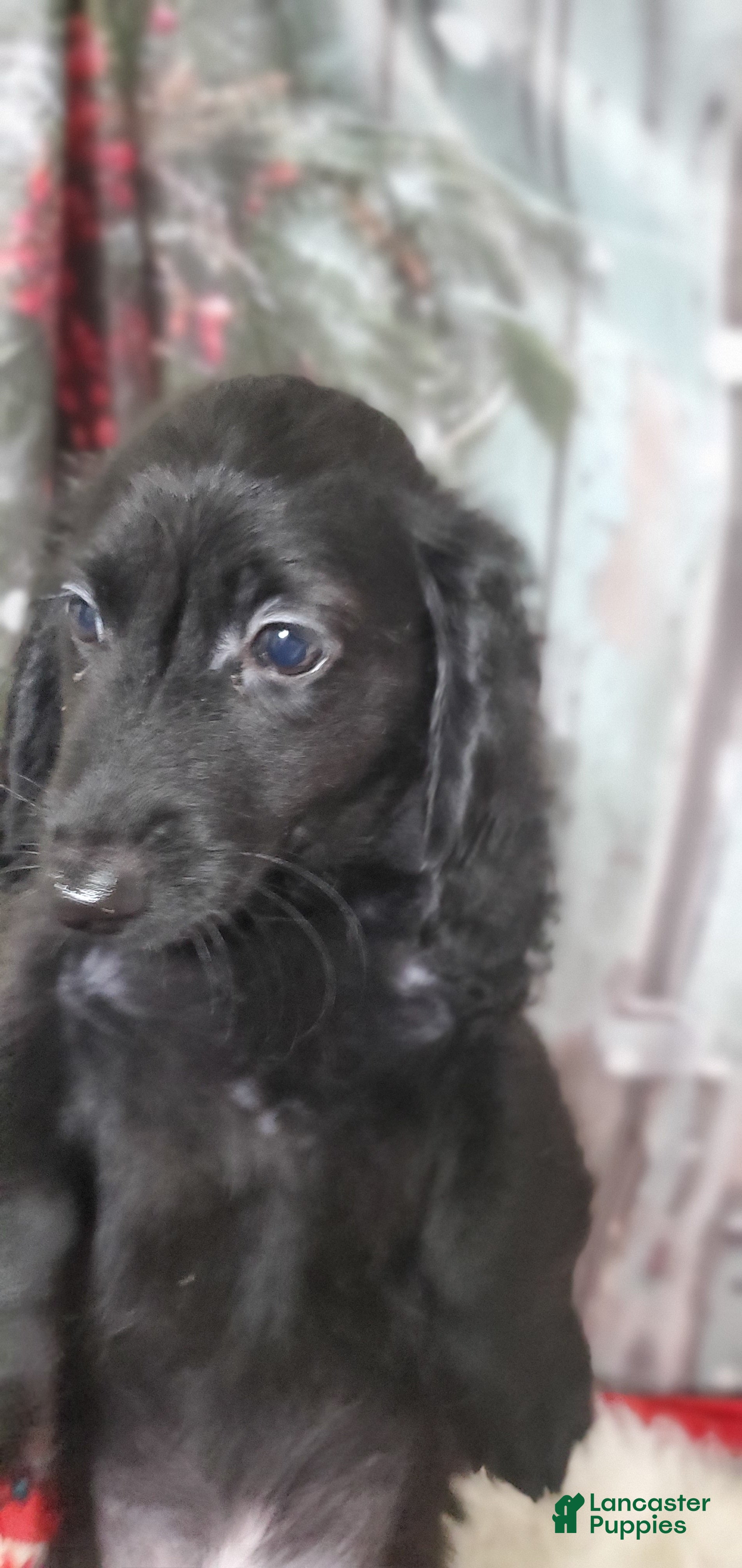 Miniature Dachshund dogs Phantom - Ad 17