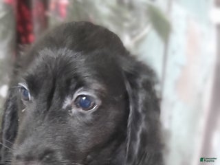 Miniature Dachshund dogs Phantom - Ad 17