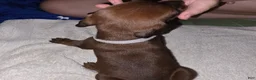 Redbone Coonhound dogs for sale: Redbone Coonhound 6(grey) - Ad 7