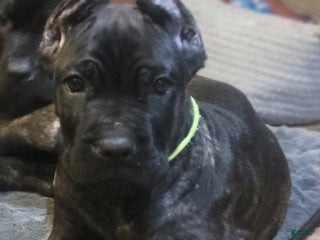 Cane Corso dogs - Ad 6
