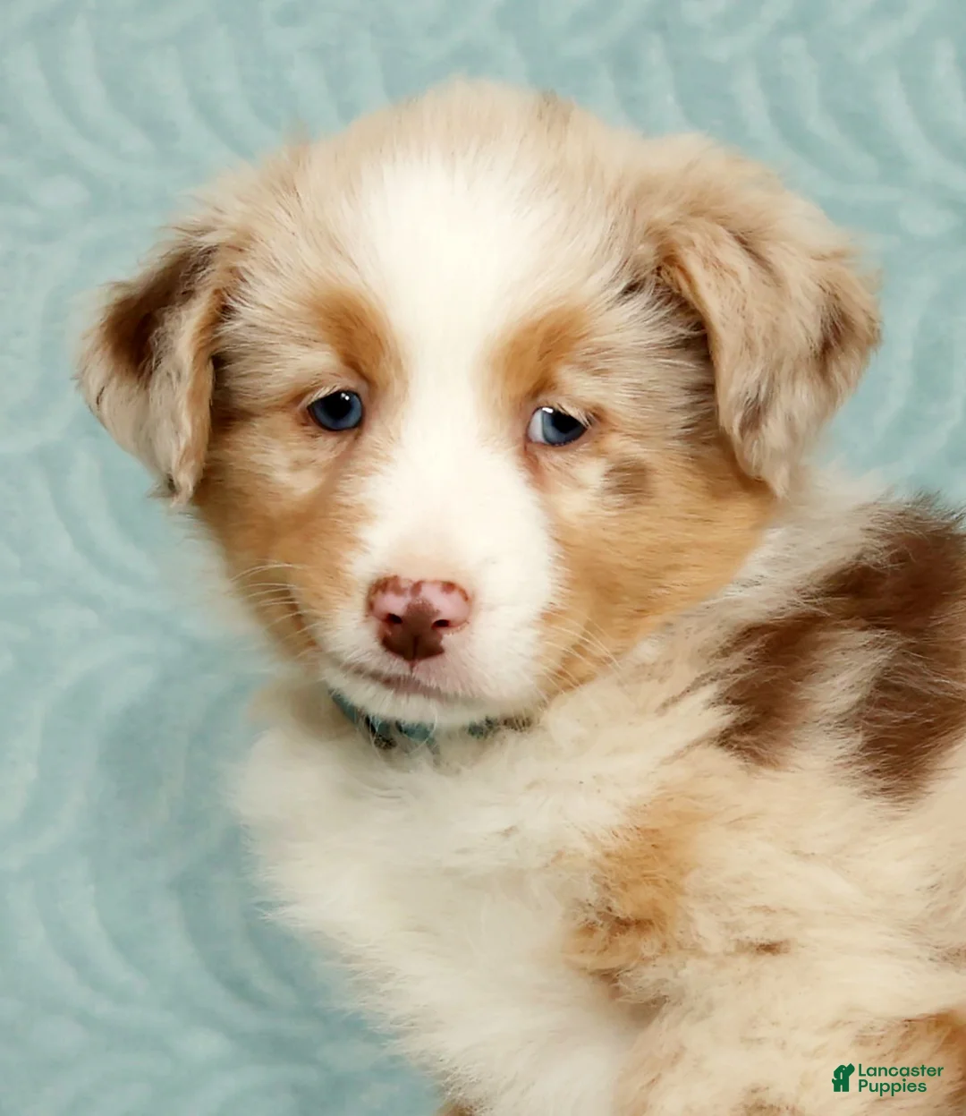 Australian Shepherd dogs for sale: Rio - Ad 9