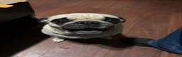Pug dogs for sale: Pug 1 - Ad 5