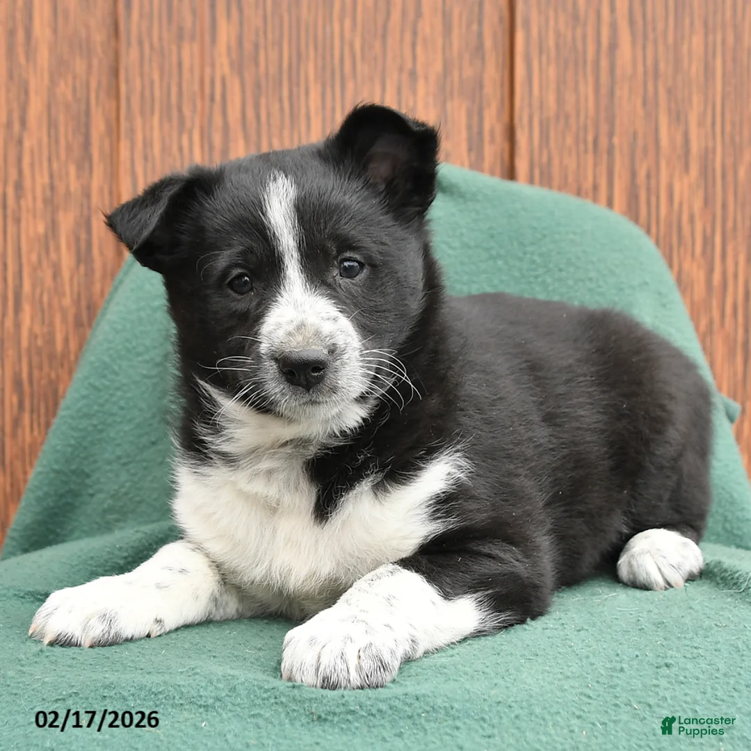 Mixed Breed dogs for sale: Amber - Ad 3