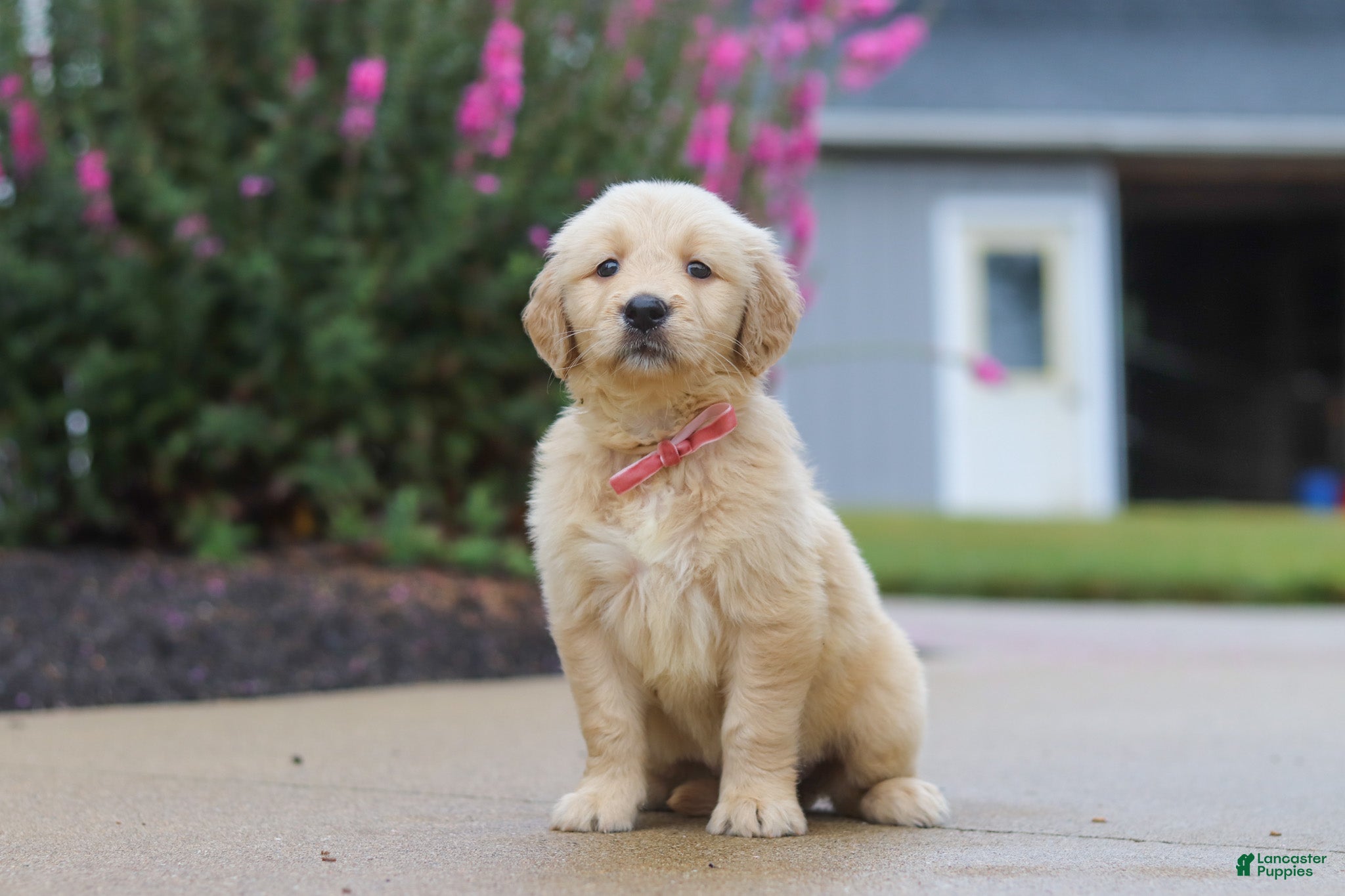 Golden Retriever dogs Ellie - Ad 2