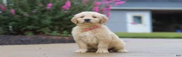 Golden Retriever dogs for sale: Ellie - Ad 2