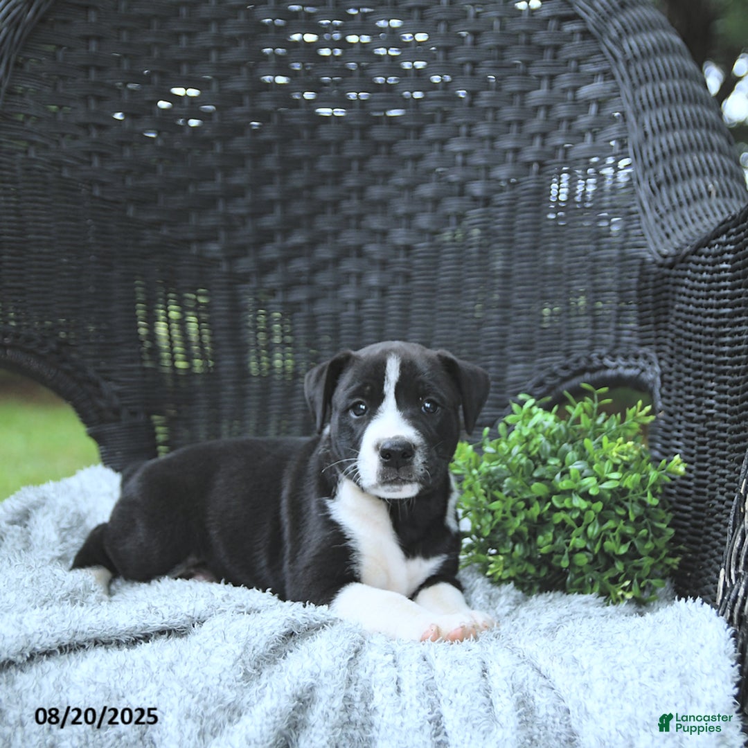 Mixed Breed dogs for sale: Konnor - Ad 8