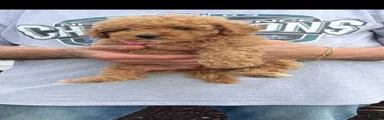Miniature Poodle 5 