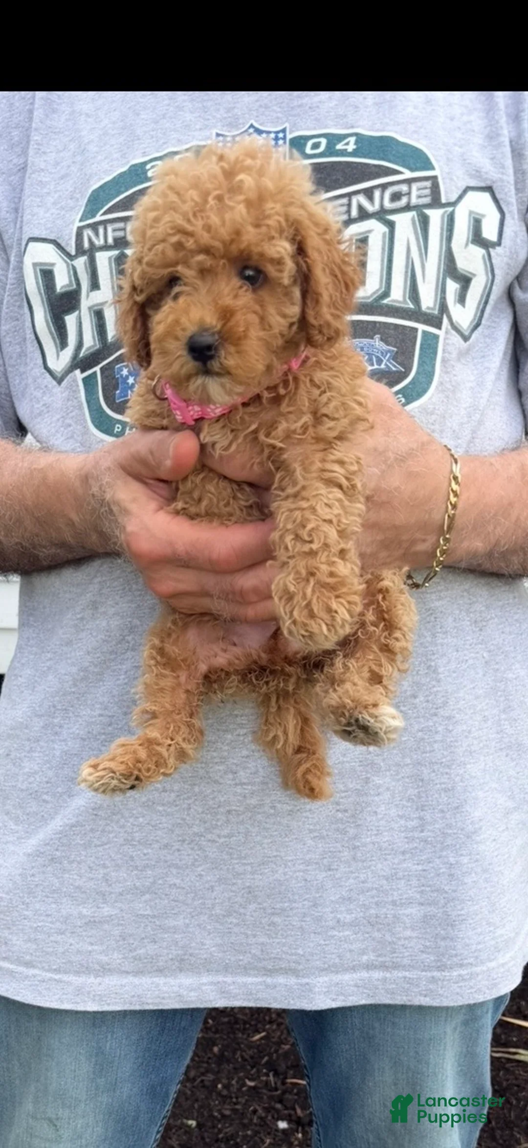Miniature Poodle dogs for sale: Miniature Poodle 5  - Ad 1