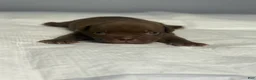 American Bully dogs for sale: American Bully 7 - Ad 3