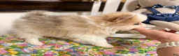 Pomeranian dogs for sale: Charlie-  Parti  Pom - Ad 3