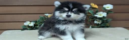 Pomsky dogs for sale: Prince - Ad 6