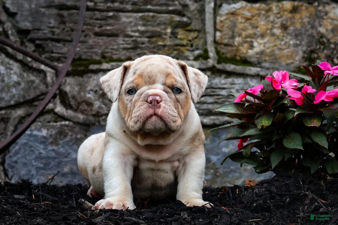 English Bulldog dogs for sale: Dozer - Ad 1