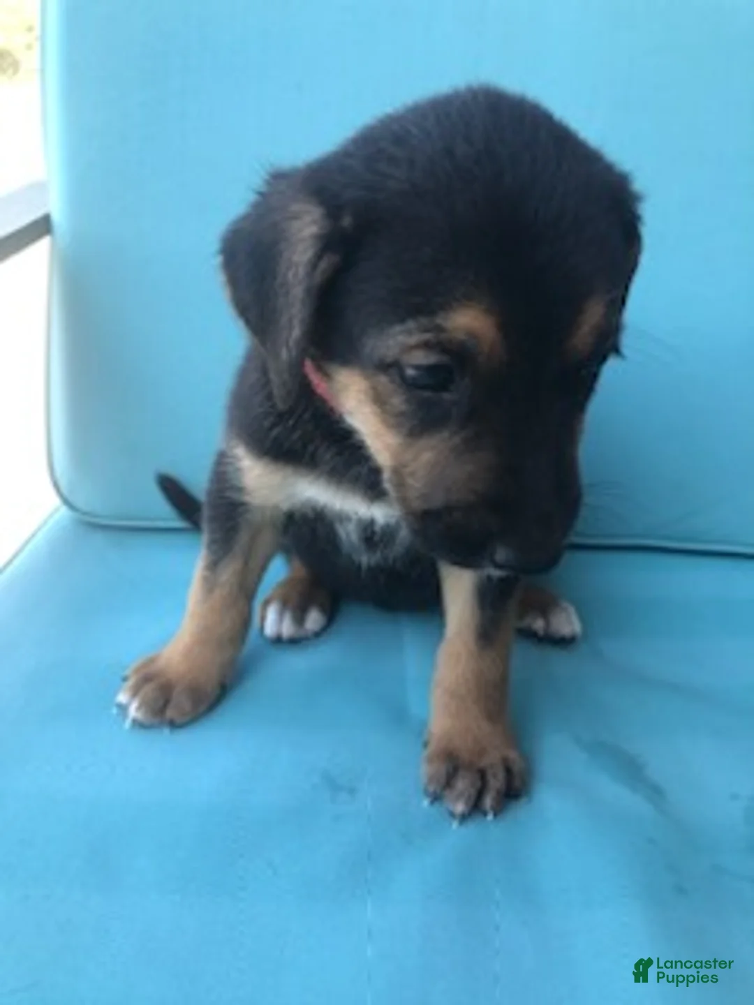 Mixed Breed dogs for sale: Girl 2 - Ad 1