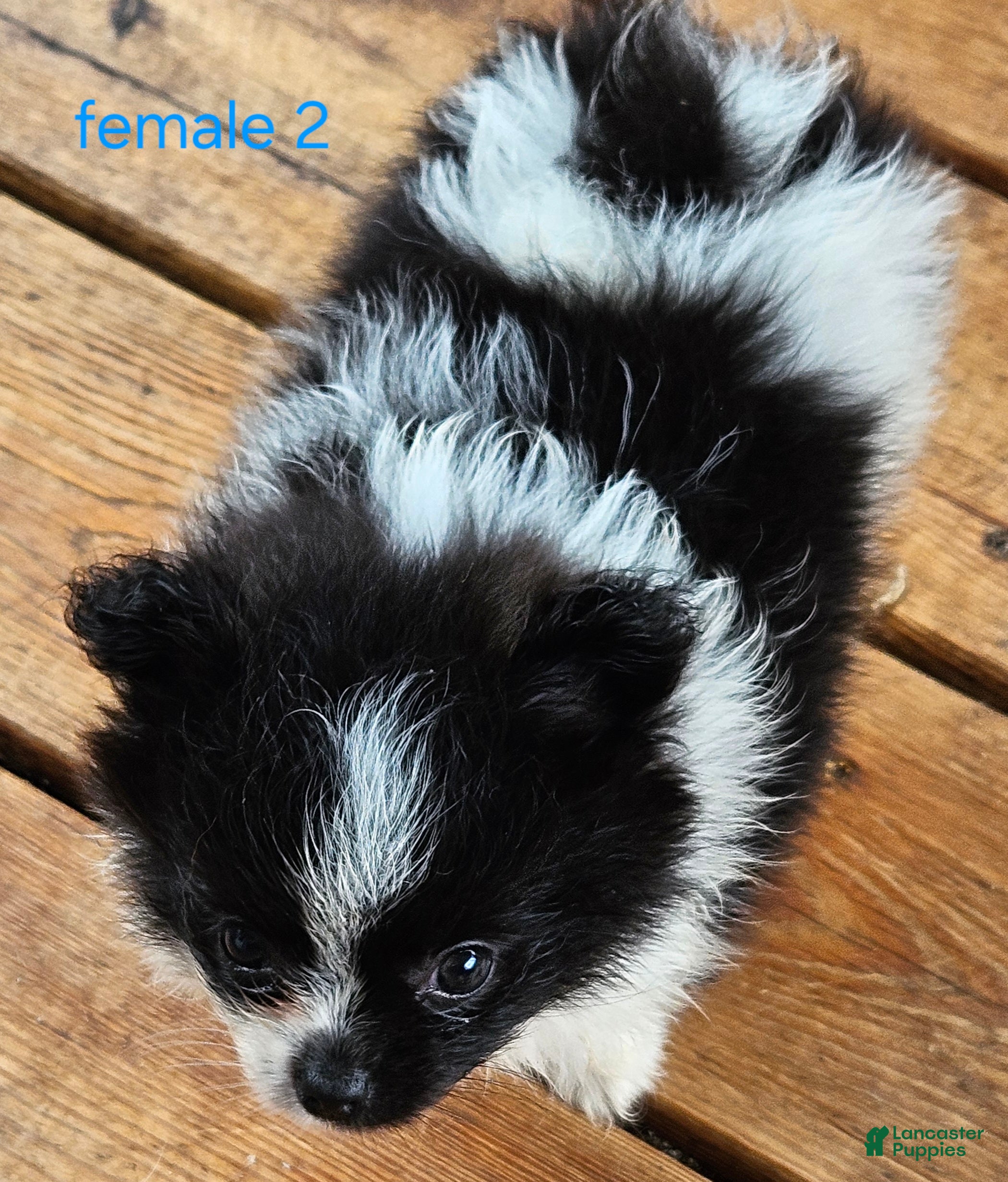 Pomeranian dogs Betsy - Ad 2