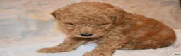 Toy Poodle dogs for sale: Toy Poodle 1 - Ad 4