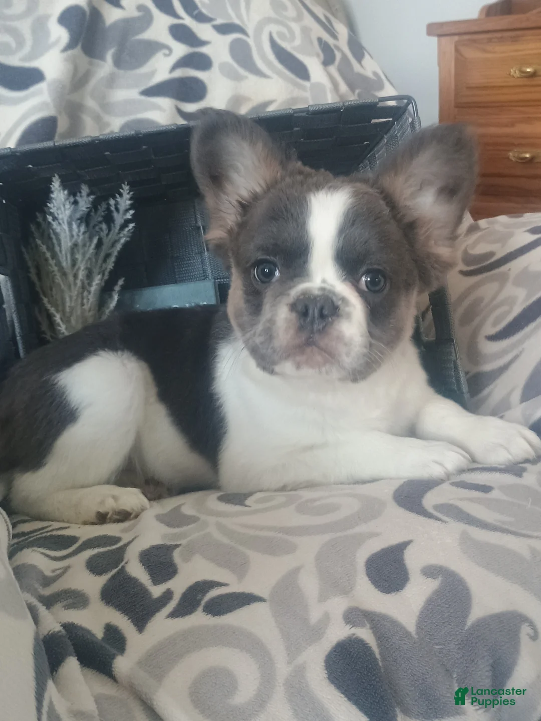 French Bulldog dogs for sale: Fluffy Tulip  - Ad 4