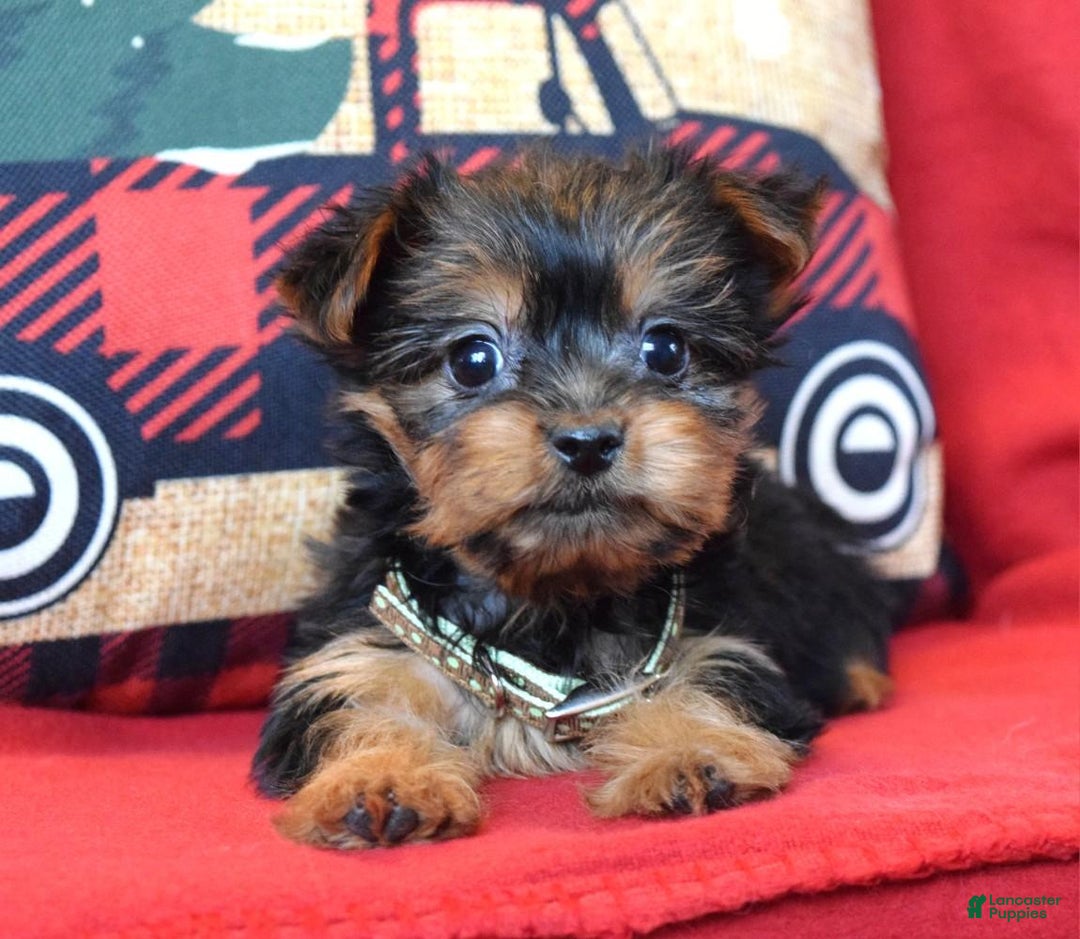 Yorkshire Terrier dogs for sale: Cupid - Ad 2