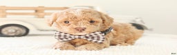Toy Poodle dogs for sale: Prancer - Ad 4