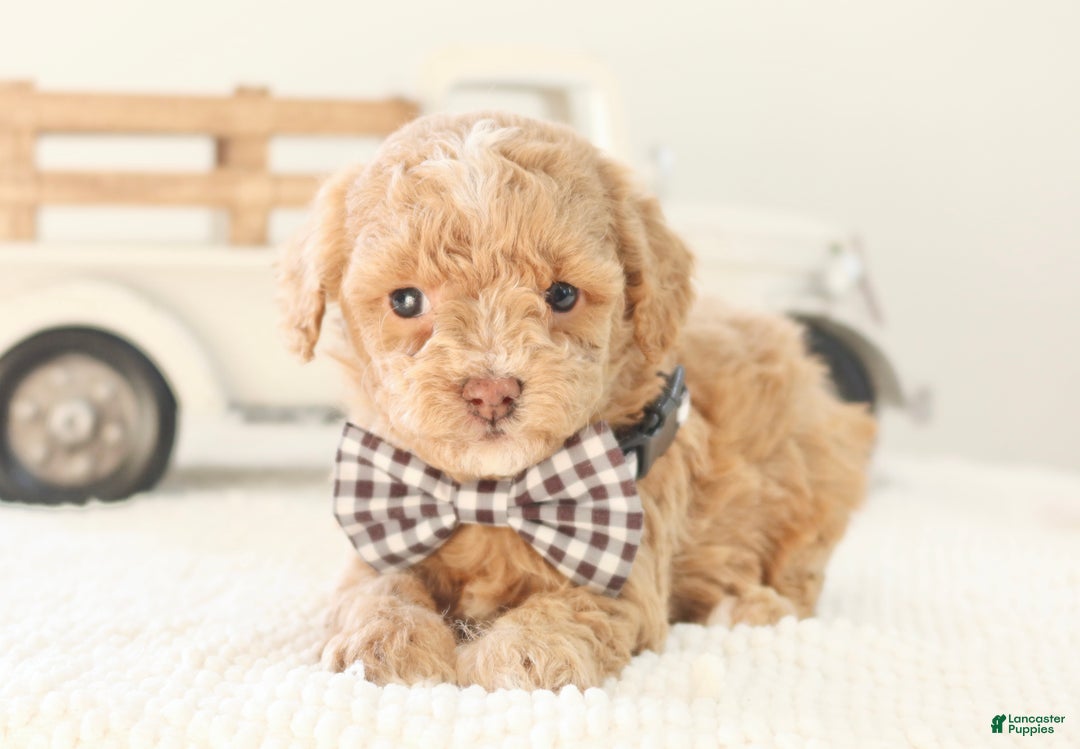 Toy Poodle dogs for sale: Prancer - Ad 4