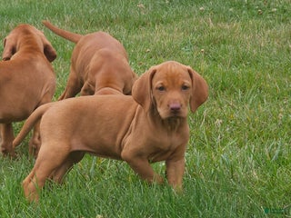 Vizsla dogs - Ad 12