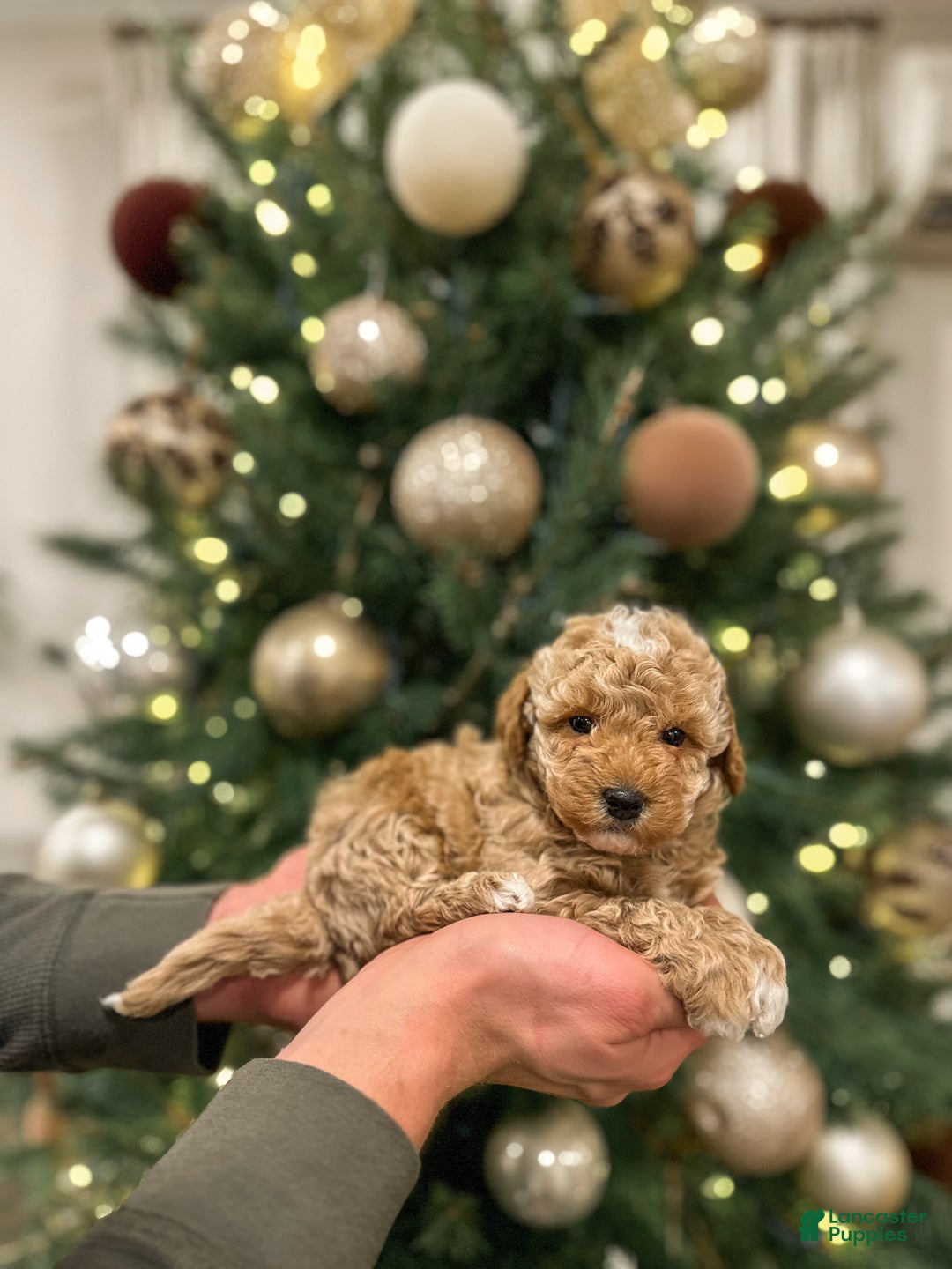 Mini Goldendoodle dogs for sale: River - Ad 4