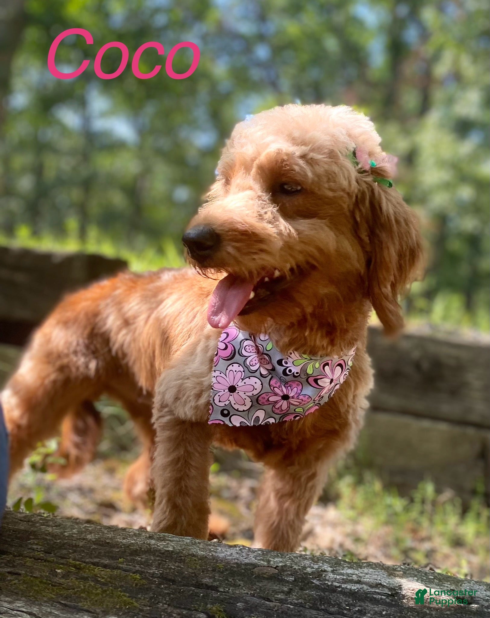 Coco