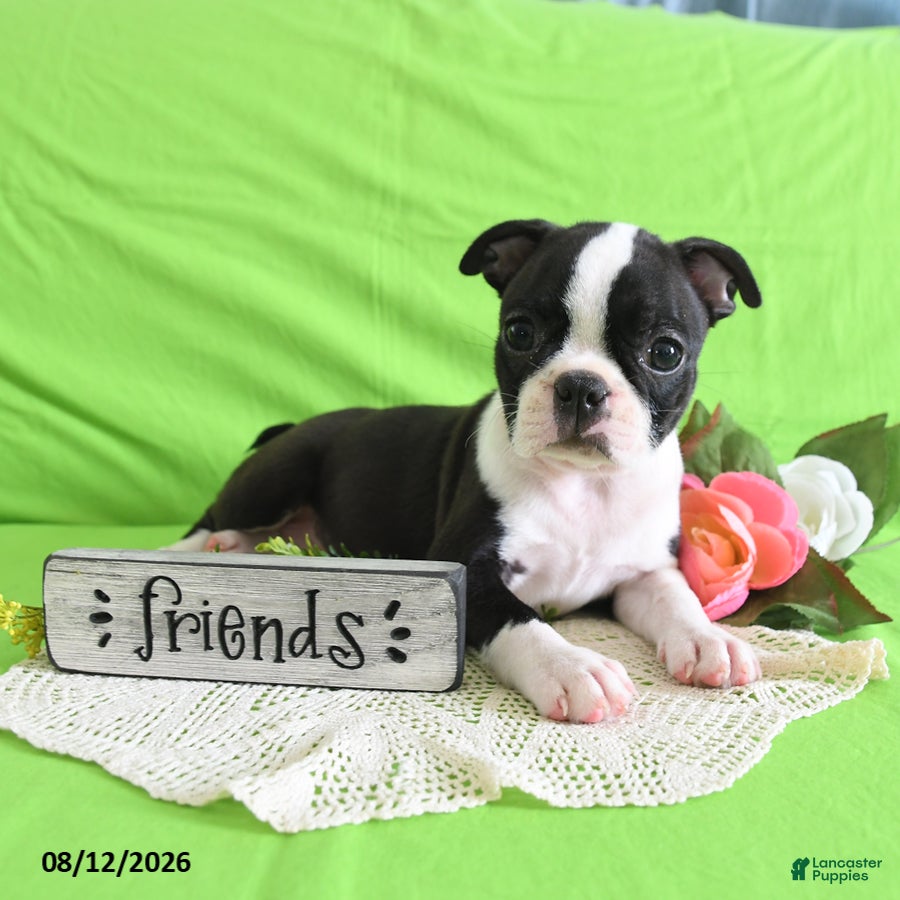 Boston Terrier dogs Zoe - Ad 2