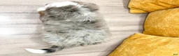 Mini Bernedoodle dogs for sale: Hunter - Blue Eyes - Ad 5