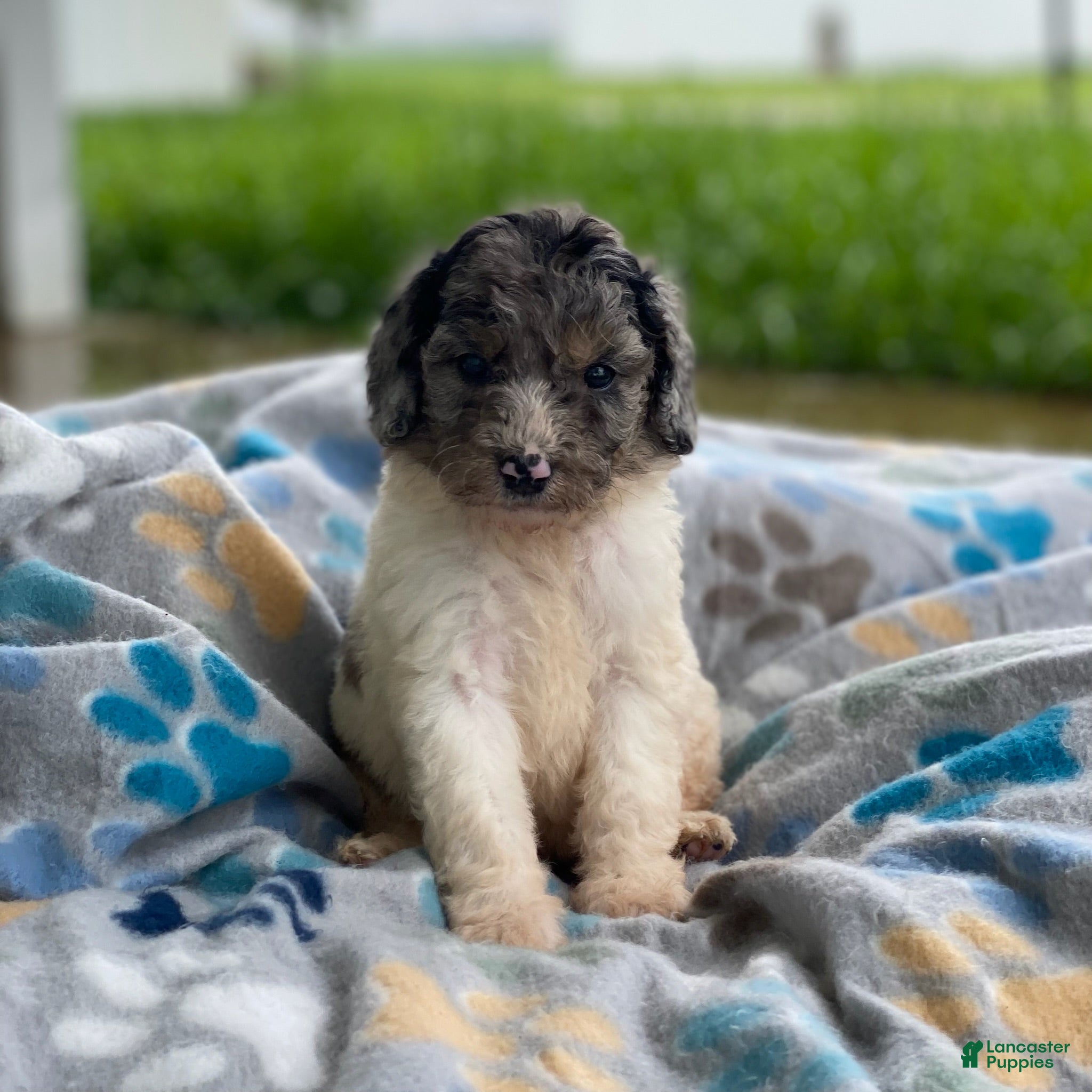 Standard Poodle dogs Zoey - Ad 30