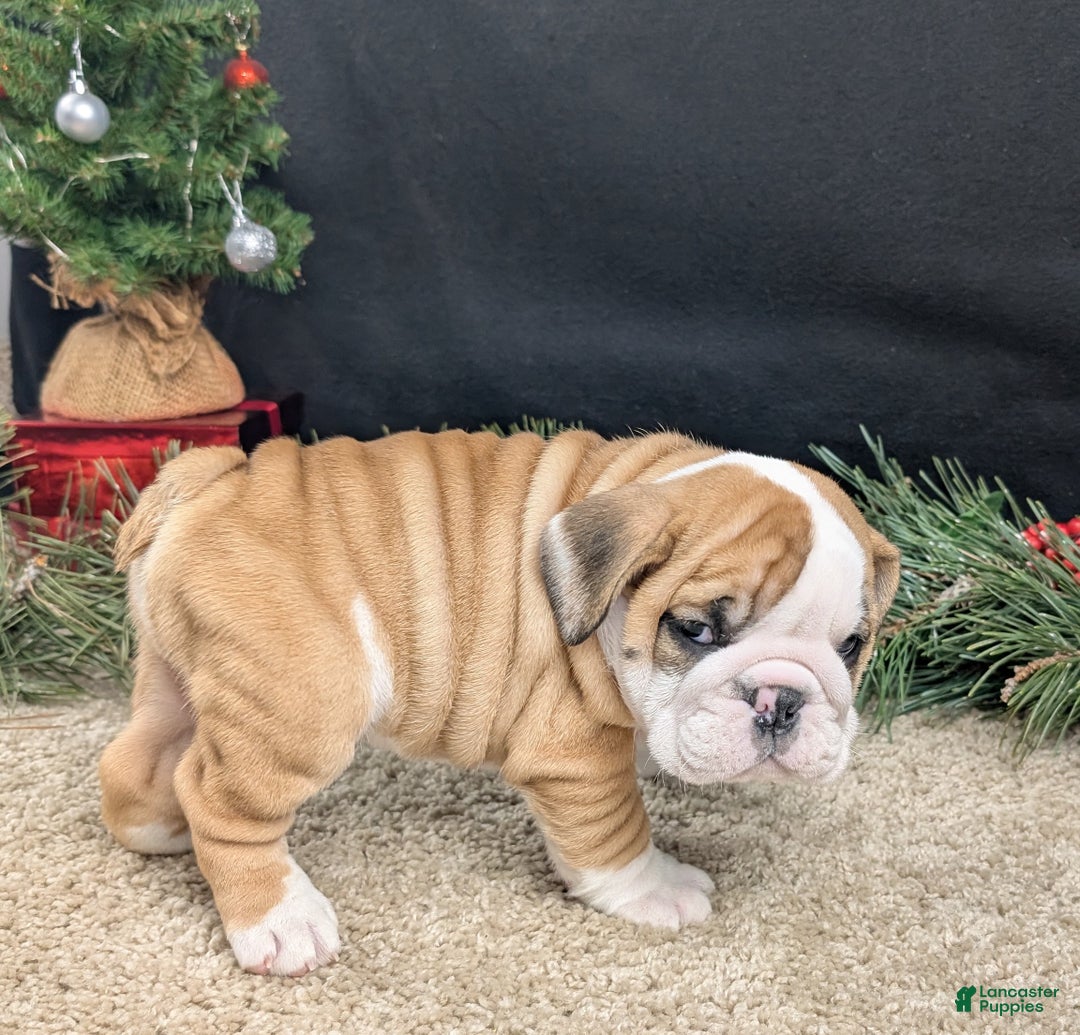 English Bulldog dogs for sale: Fudge  - Ad 8