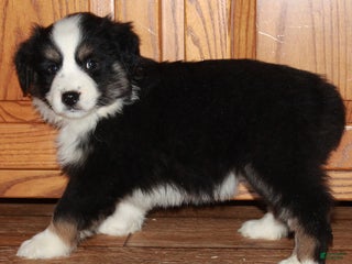 Australian Shepherd dogs Jackie - Ad 15