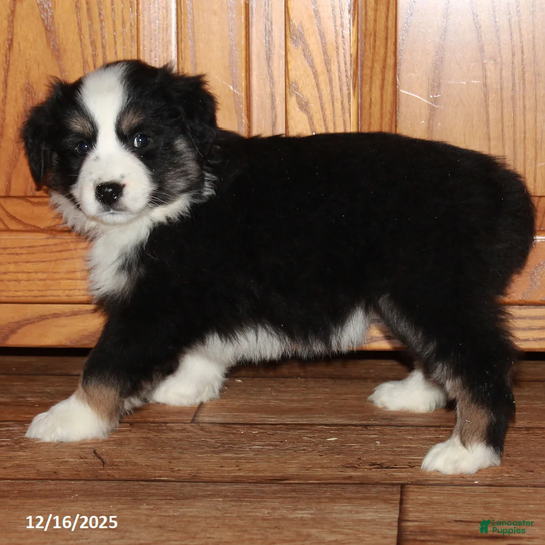 Australian Shepherd dogs for sale: Jackie - Ad 1