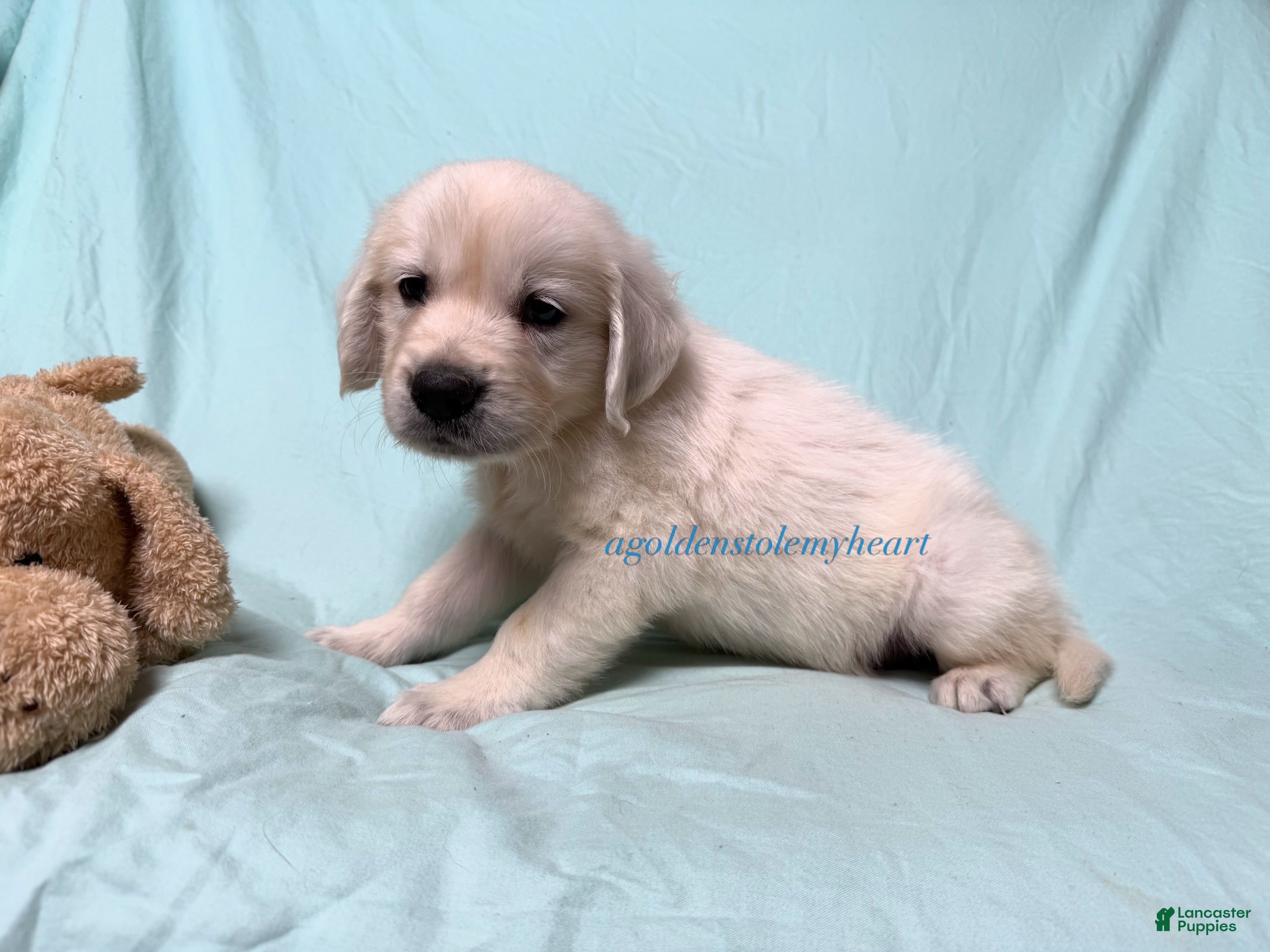 Golden Retriever dogs Matty - Ad 2
