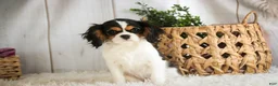 Cavalier King Charles Spaniel dogs for sale: Cherry - Ad 6