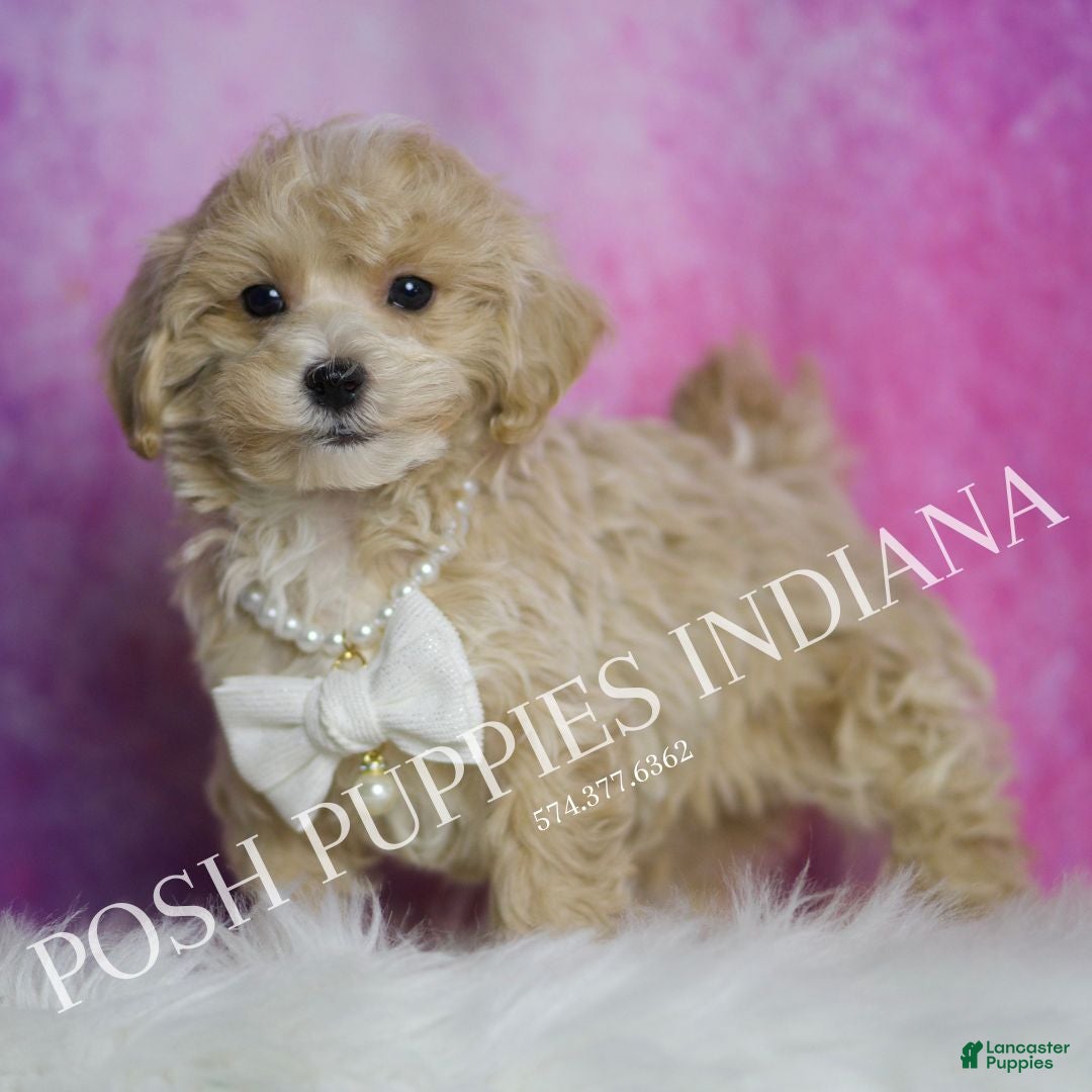Maltipoo dogs for sale: Jeremy - Ad 5