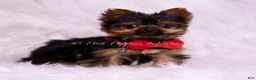 Yorkshire Terrier dogs for sale: Teacup Roku - Ad 3