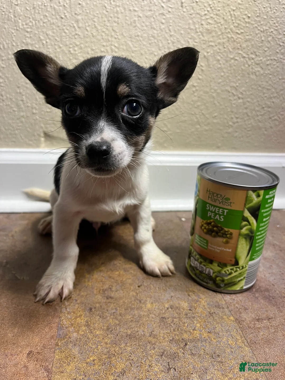 Chihuahua dogs for sale: Shadow - Ad 1