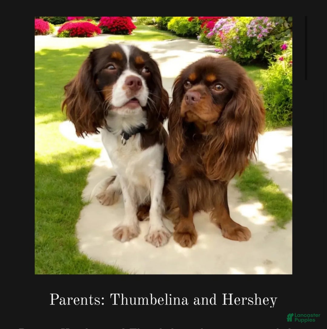 Cavalier King Charles Spaniel dogs for sale: Brownie - Ad 12