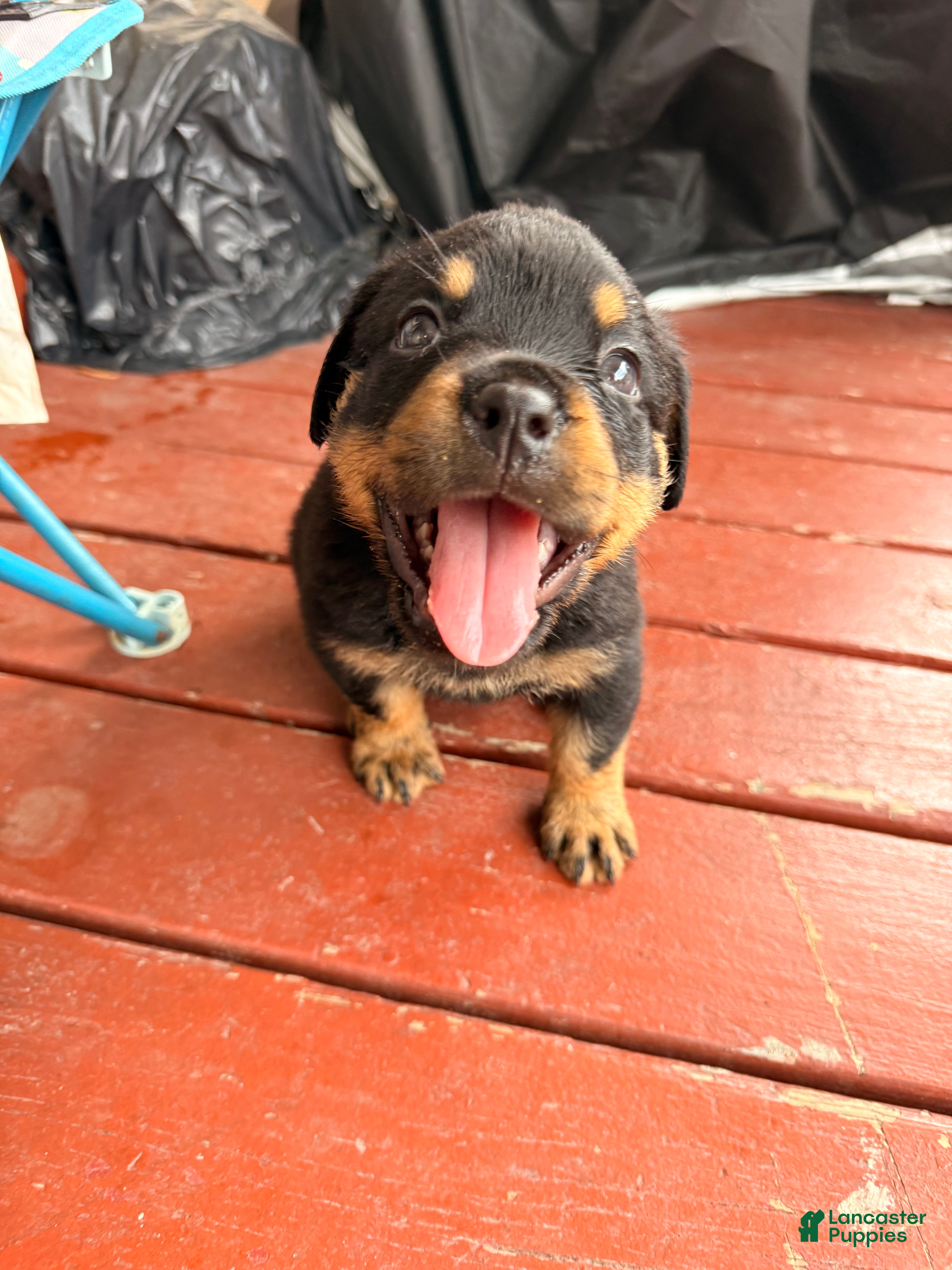 Rottweiler dogs Rocky - Ad 25
