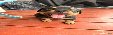 Rocky