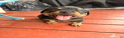 Rottweiler dogs for sale: Rocky - Ad 1