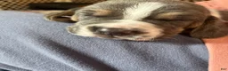 Basset Hound dogs for sale: Blue and white 1-orange collar - Ad 3