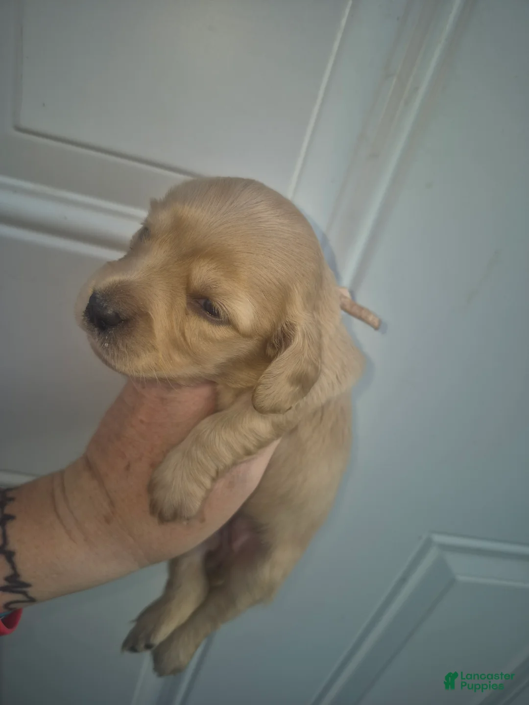 Miniature Dachshund dogs for sale: ee cream girl pink collar  - Ad 2